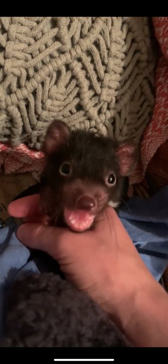 Bonorong Wildlife Sanctuary tweet media