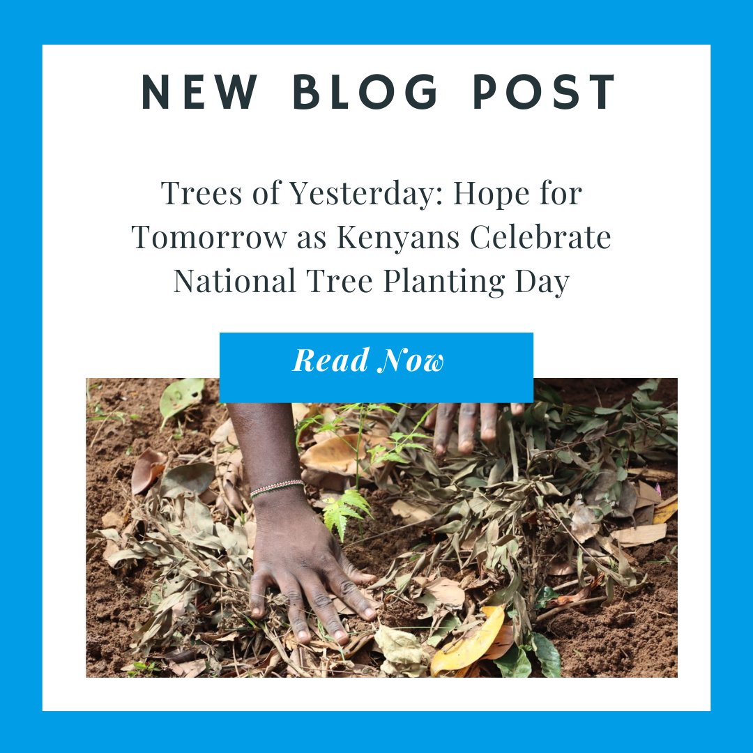 🌳In the heart of Busia, 🇰🇪 on #TreePlantingDay , Monica Juma underscores the importance of  tree planting. 
Commending the govt's goal of planting 15 billion trees by 2032, she emphasized its vital role in the fight against climate change.
Read more: bit.ly/3SFABgV