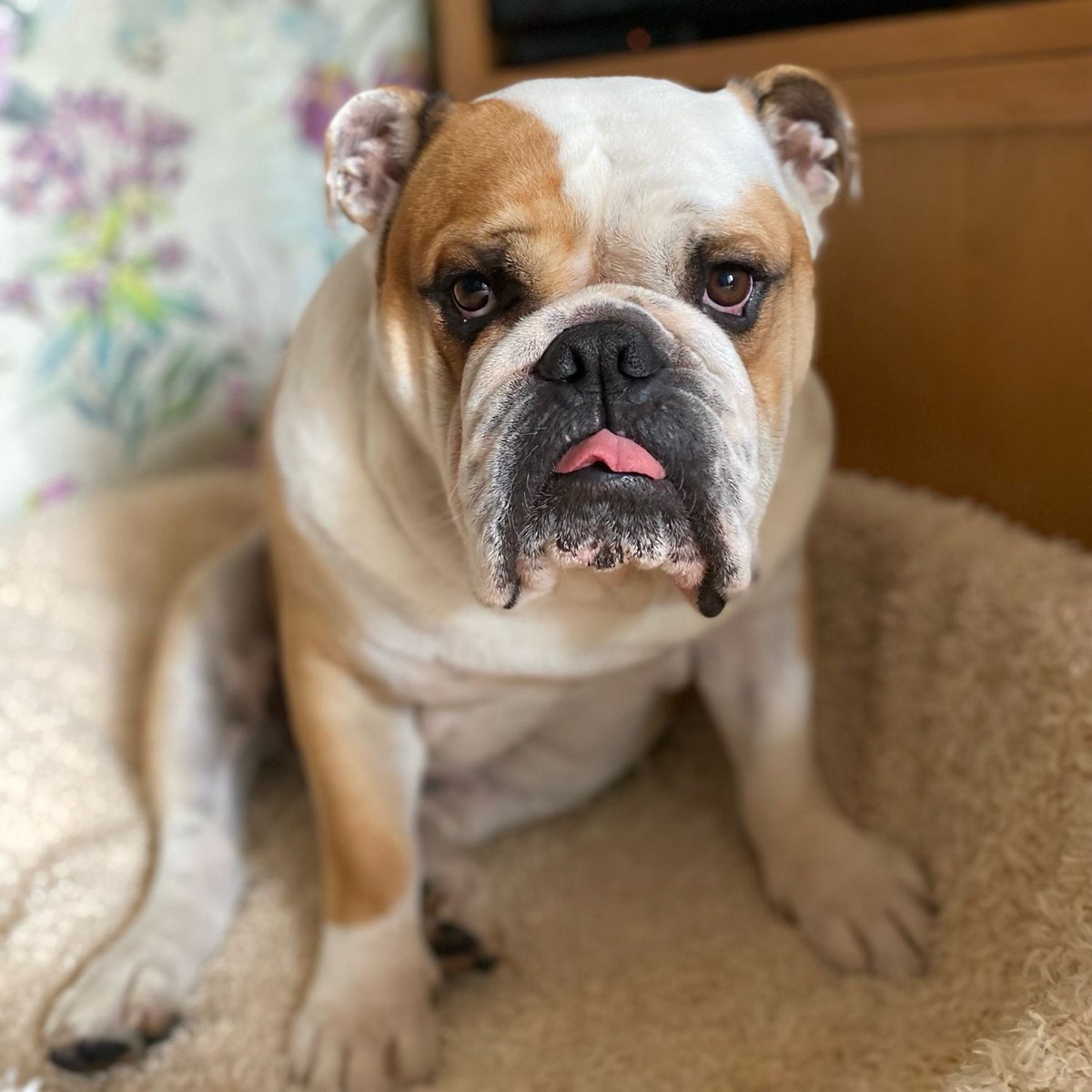 Ugh! Just woken up, is it #TongueOutTuesday ? 👅 have a great day, and it’s roll-call time again, is everyone ok after #StormDebi here in 🇬🇧&🇮🇪 ? 🐶🐾❤️ Barney #BarneyTheBulldog #DogsOfTwitter #DogsOfX #DogsOfIG #DogsOfFacebook #Bulldog #EnglishBulldog #TOT #Tuesday #Tongue