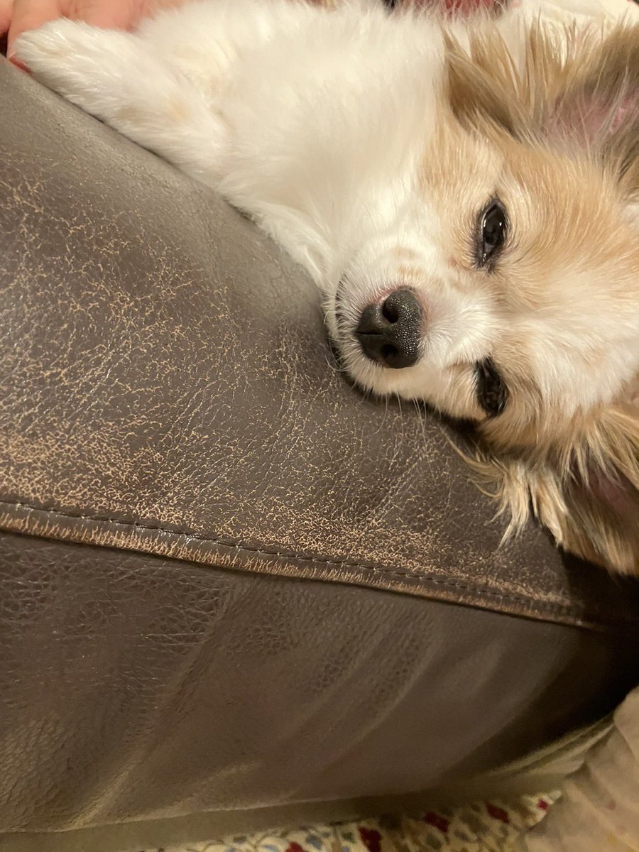 お昼寝。
(白髪増えちゃったね....😭)