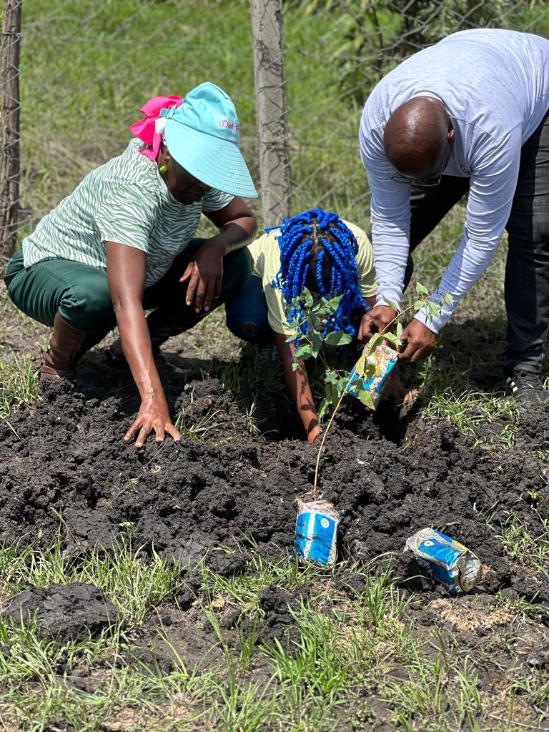 RCUtawala's tweet photo. Over 800 trees were delivered and planted at Rockfields Senior School,Isinya.
We are people of action.
#rcutawala https://t.co/l3mFYcMH7W