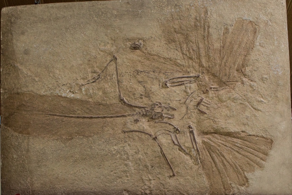 Some fossils include only skeletal remains or teeth; others contain traces of skin, feathers, or even soft tissues. It’s amazing what can be preserved! #FossilRecords