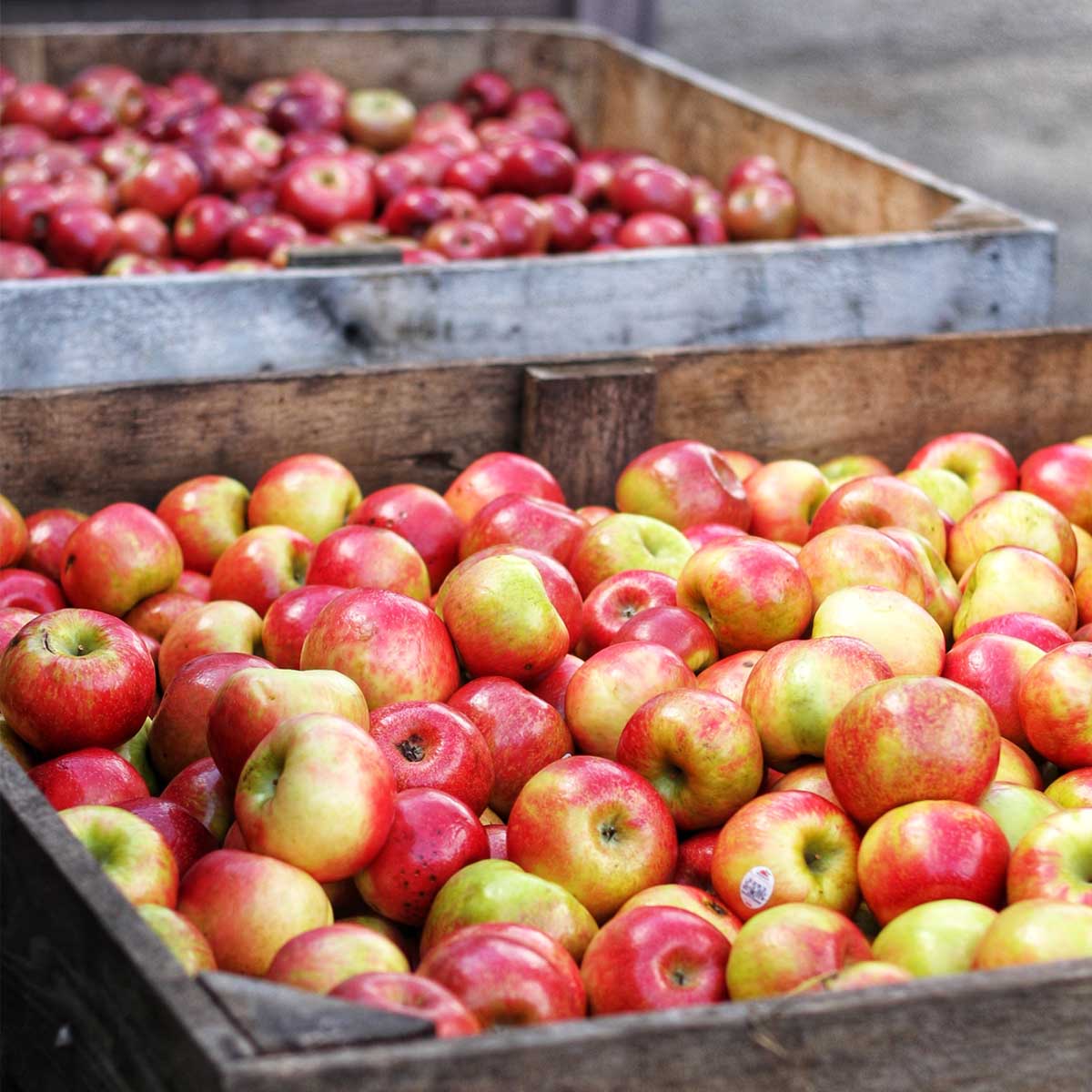 LoveFoodFeed's tweet image. Discover the best strategies for storing apples to preserve their freshness and flavor! Learn how to store apples correctly to ensure they stay crisp and juicy for much longer.#apple #apples #Howtostore

lovefoodfeed.com/how-to-store-a…