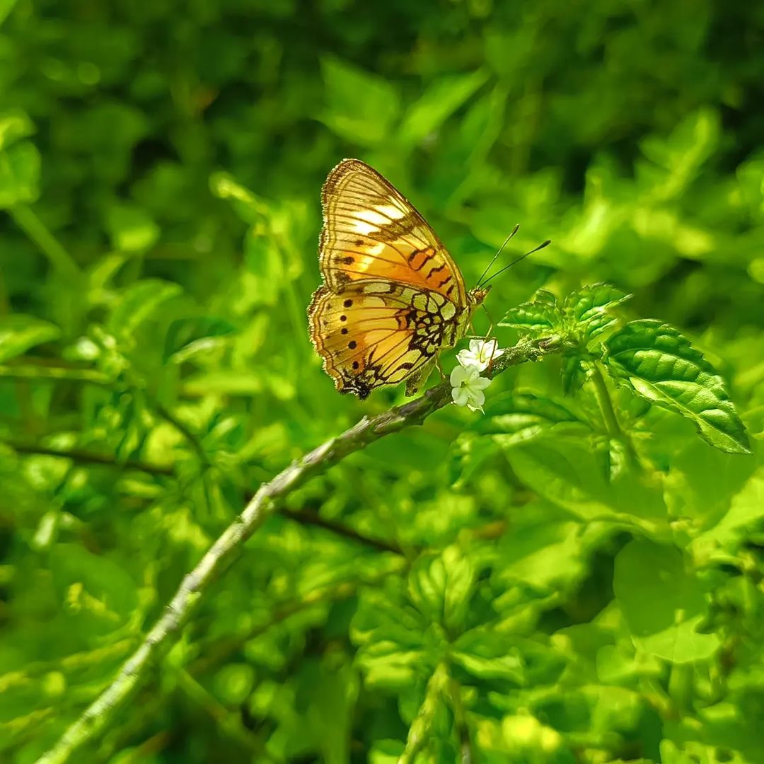 EcomiceM's tweet photo. Embrace the graceful charm of butterflies and elevate your space effortlessly. 🦋 Not only do they add a touch of enchantment, but these delicate creatures also promote a calming atmosphere, enhance natural aesthetics, and symbolize personal growth. 
https://t.co/Y3viTTKwey https://t.co/LPyshGxwGH