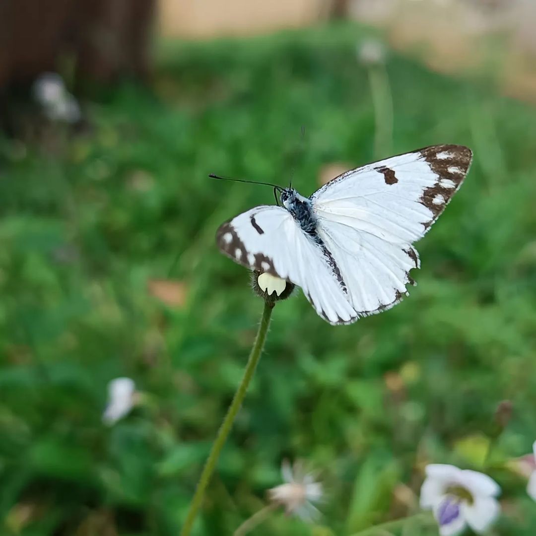 Embrace the graceful charm of butterflies and elevate your space effortlessly. 🦋 Not only do they add a touch of enchantment, but these delicate creatures also promote a calming atmosphere, enhance natural aesthetics, and symbolize personal growth. 
landscapeuganda.com