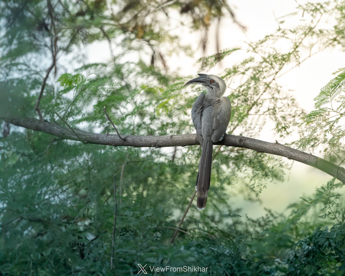 ViewFromShikhar's tweet image. Murmurs of inactivity surround Okhla Bird Sanctuary in Delhi, voiced by senior birders &amp;amp; enthusiasts. Still a place where I would want to wander and spot commoners. 
How about you? Do you have something like this dismissed by others but works for you? Please share.