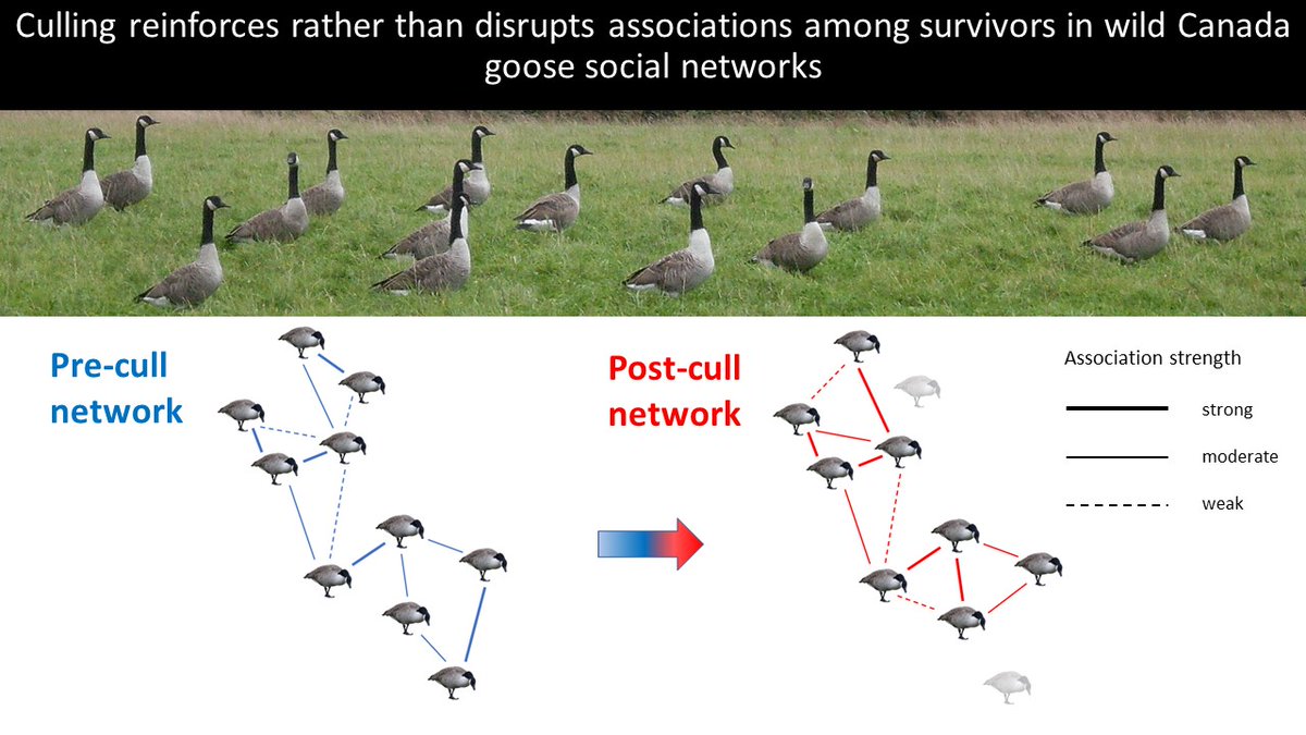 I am delighted that <a href="/beaCdowning/">Beatrice Downing</a> paper with <a href="/mattjsilk/">Matthew Silk</a>
@dezdelahay @StuBearhop and myself on the impacts of culling on #Canadagoose #socialnetworks is published today in <a href="/JAppliedEcology/">Journal of Applied Ecology</a>. It is 
freely available here doi.org/10.1111/1365-2…. <a href="/UniExeCEC/">University of Exeter CEC</a>