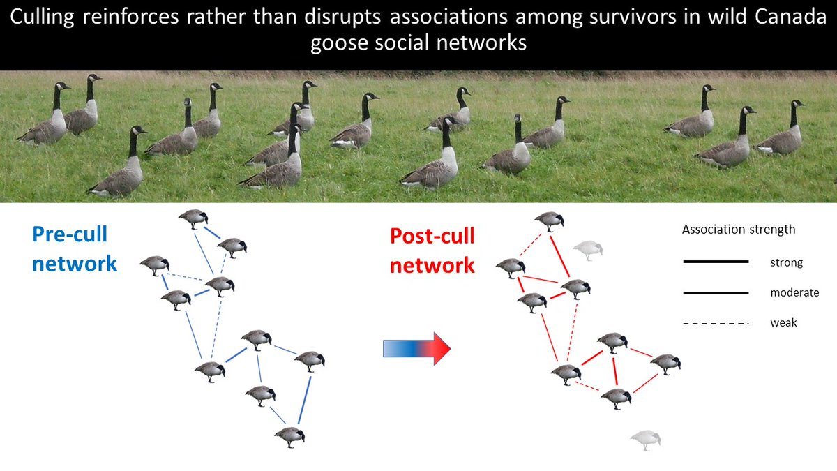 I am delighted that @beaCdowning paper with @mattjsilk
@dezdelahay @StuBearhop and myself on the impacts of culling on #Canadagoose #socialnetworks is published today in @JAppliedEcology. It is 
freely available here doi.org/10.1111/1365-2…. @UniExeCEC