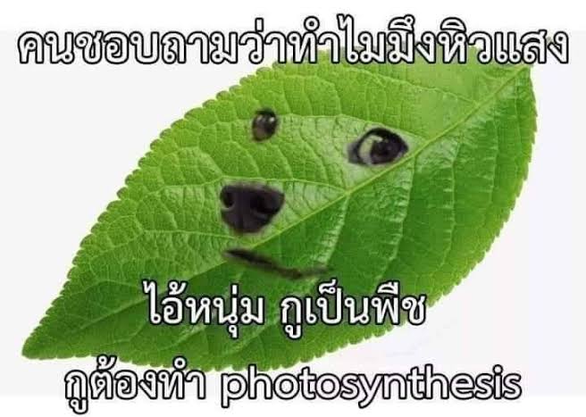 llwslov's tweet photo. @ESTHERXYOU แพรไปคุ้ยมีม55444555มา5555554 https://t.co/CBWCzcT6QG