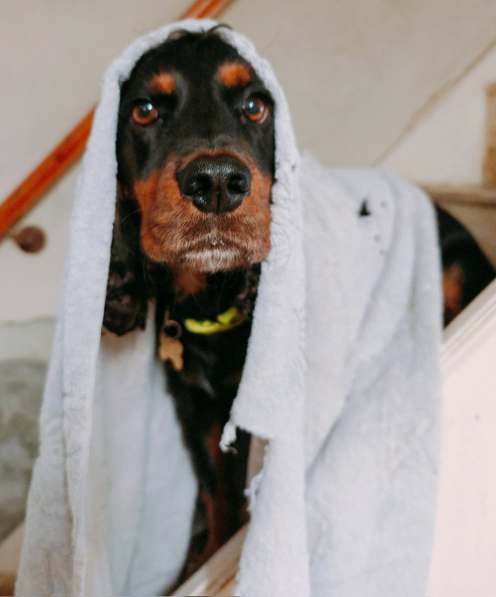mojomarconi's tweet photo. Pals I is 5 today.  I is on my way in da Mojo mobile to @DoggyDaycareSW to spend da day wiv my furriends.  #birthdayboy #5today #dogsarefamily #dogsarelove #ilovemydog #thebig5 https://t.co/GXPm4utrUu