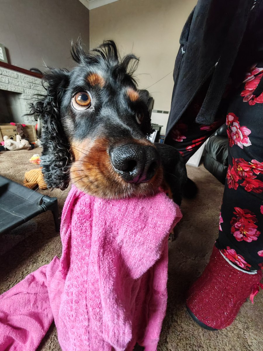 mojomarconi's tweet photo. Pals I is 5 today.  I is on my way in da Mojo mobile to @DoggyDaycareSW to spend da day wiv my furriends.  #birthdayboy #5today #dogsarefamily #dogsarelove #ilovemydog #thebig5 https://t.co/GXPm4utrUu
