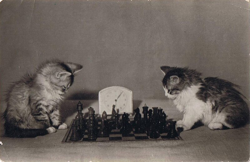 Kittens and chess, soviet postcard, 1955