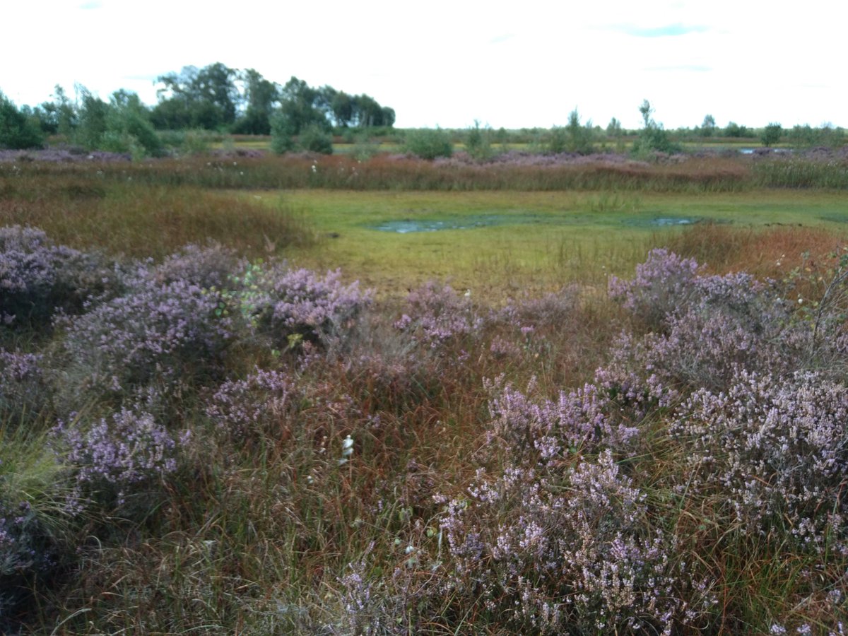 Fred Worrall (@fredworralldu63) on Twitter photo Want to research nature-based solution for enhanced carbon storage? Fully funded PhD ready to start with 4 years of funding. Working at <a href="/DurUniEarthSci/">Durham Earth Science</a> with me and <a href="/JLAKnapp/">Julia Knapp</a>. Apply here
durham.taleo.net/careersection/… or DM me for details Want to research nature-based solution for enhanced carbon storage? Fully funded PhD ready to start with 4 years of funding. Working at <a href="/DurUniEarthSci/">Durham Earth Science</a> with me and <a href="/JLAKnapp/">Julia Knapp</a>. Apply here
durham.taleo.net/careersection/… or DM me for details