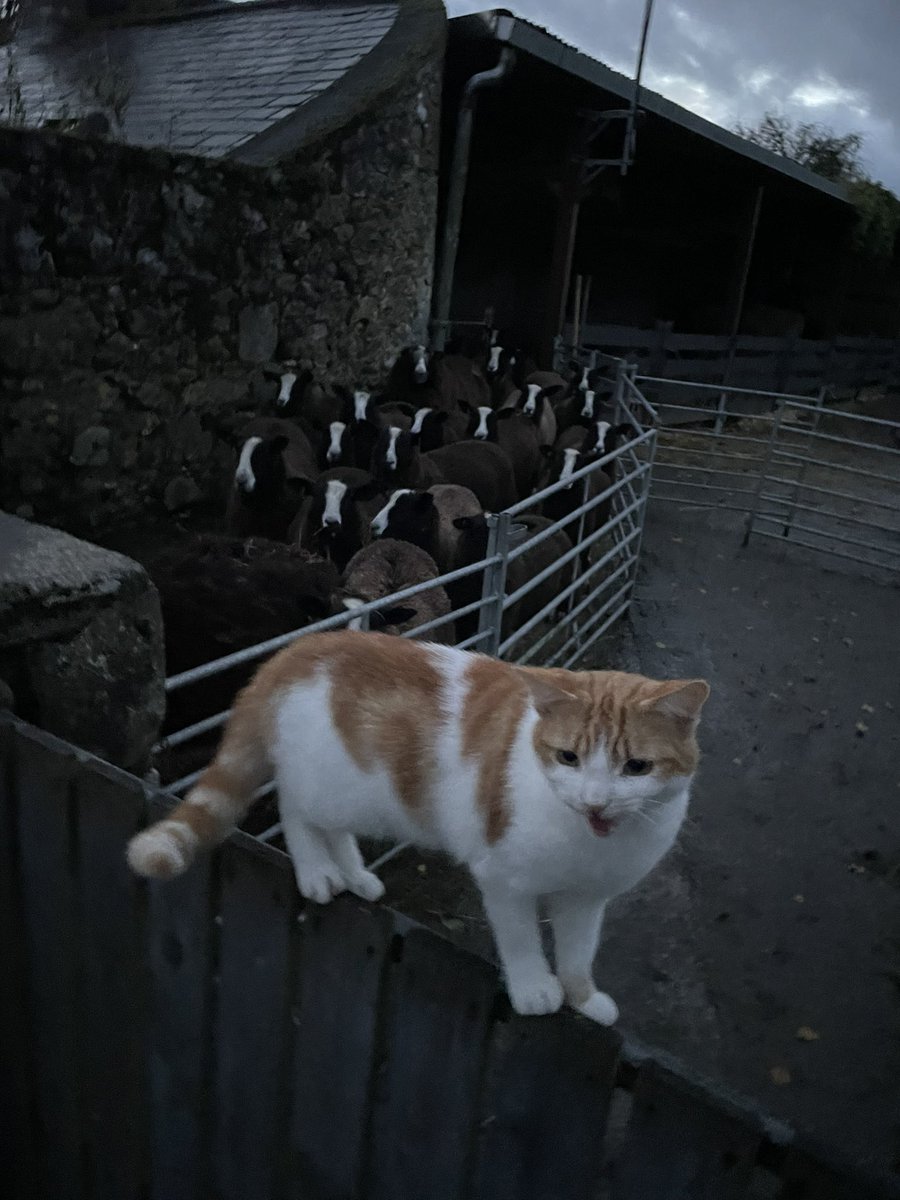 Bodacious the Shepherd Cat tweet media