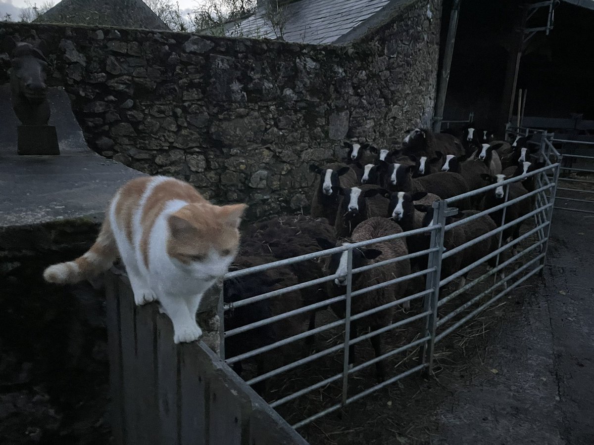 Bodacious the Shepherd Cat tweet media