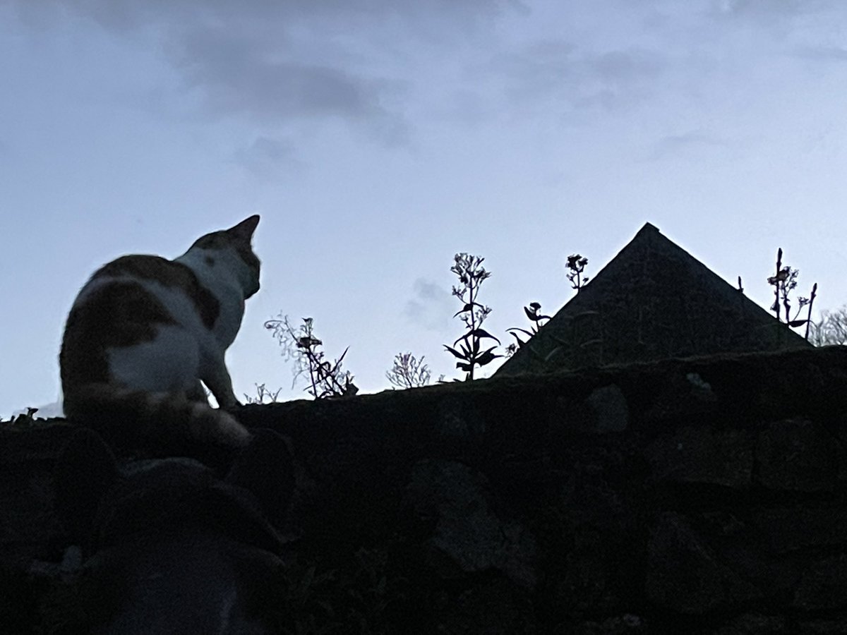 Bodacious the Shepherd Cat tweet media