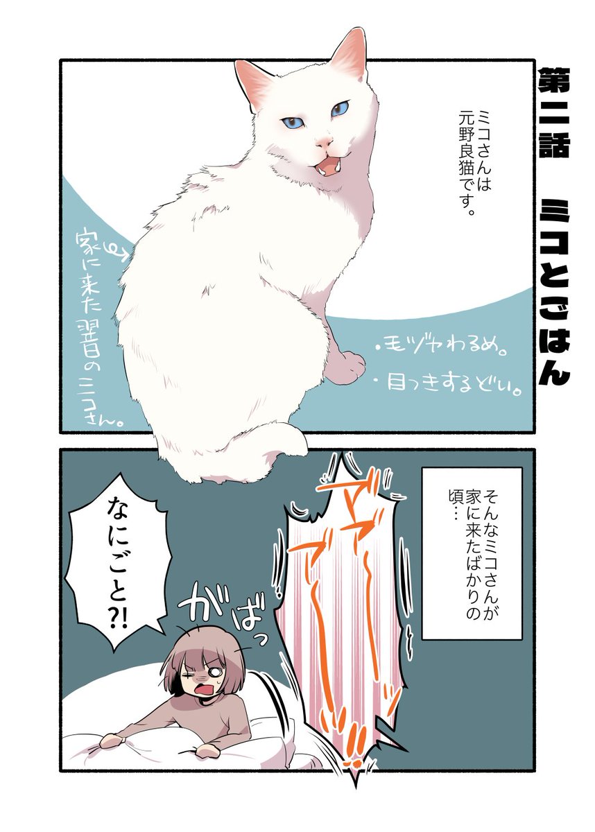 元野良猫にウェットフードを与えたらとんでもないことになった話(1/2) #漫画が読めるハッシュタグ #愛されたがりの白猫ミコさん