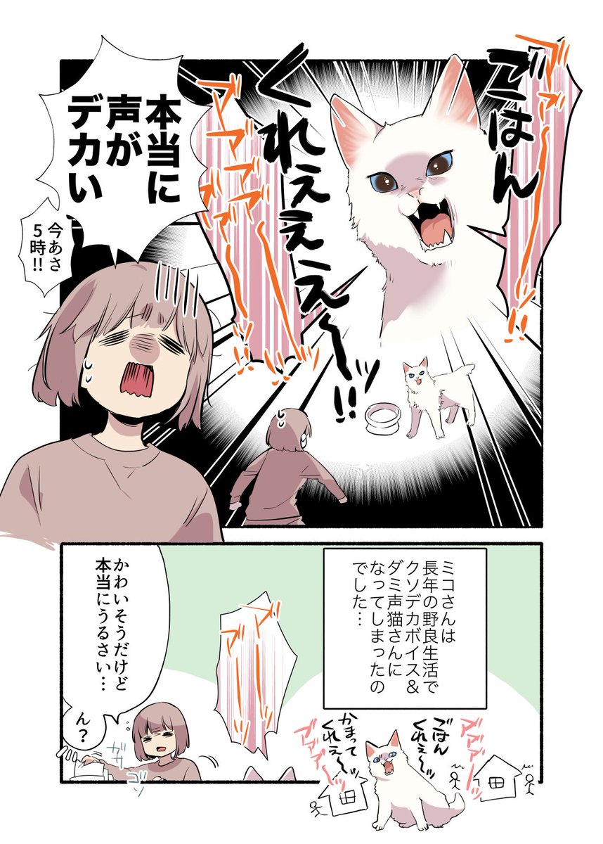 元野良猫にウェットフードを与えたらとんでもないことになった話(2/2) #漫画が読めるハッシュタグ #愛されたがりの白猫ミコさん