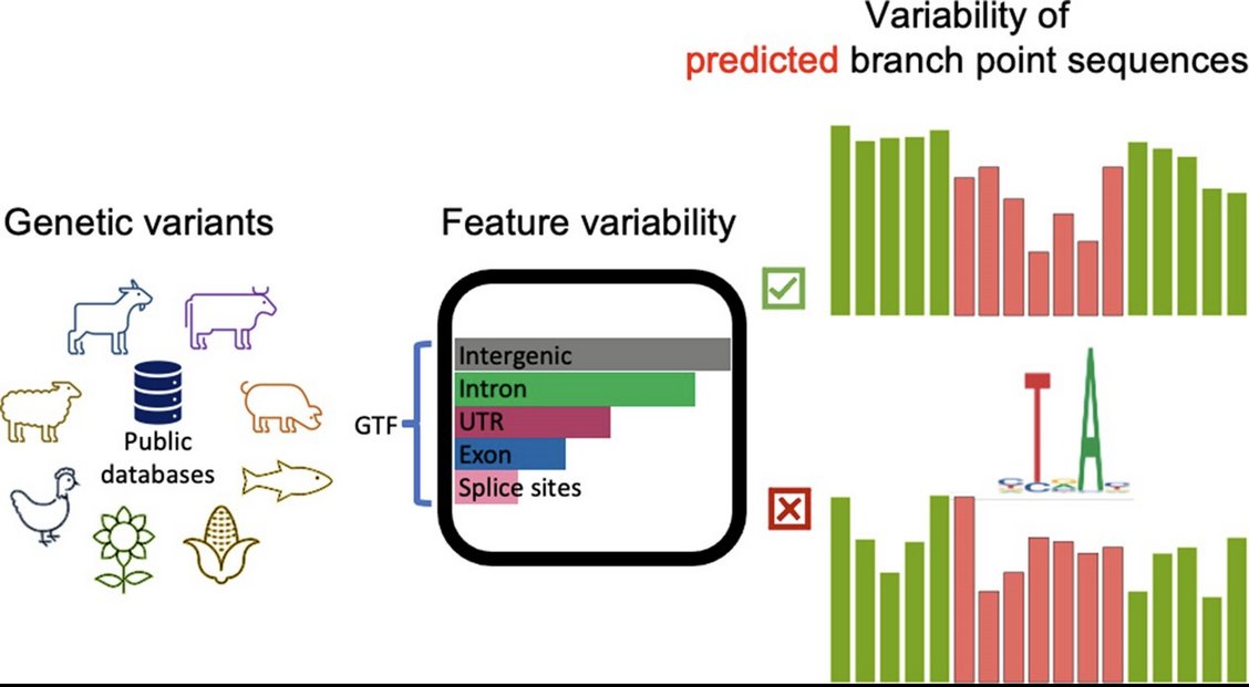 Animal Genomics ETH Zurich (@animal_eth) on Twitter photo Excited to share that our paper on branch point sequence variability in several plant and animals has been published by <a href="/NAR_Open/">Nucleic Acids Res</a>! <a href="/usys_ethzh/">D-USYS@ETH</a> <a href="/ETH_en/">ETH Zurich</a>
academic.oup.com/nar/advance-ar… Excited to share that our paper on branch point sequence variability in several plant and animals has been published by <a href="/NAR_Open/">Nucleic Acids Res</a>! <a href="/usys_ethzh/">D-USYS@ETH</a> <a href="/ETH_en/">ETH Zurich</a>
academic.oup.com/nar/advance-ar…