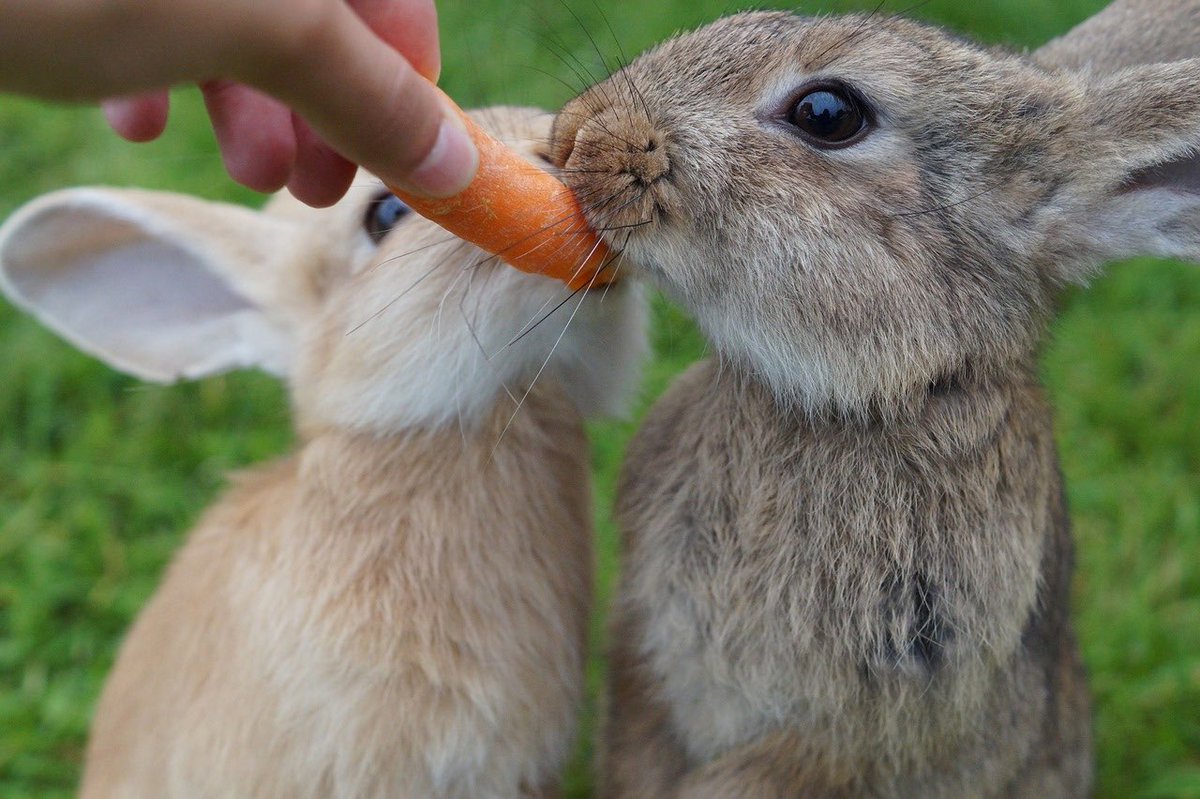 We might be encouraged to get our 5-a-day, but fruits and veg are loaded with natural sugars and too much of this is very bad for your rabbits’ health. This is why fruit and veg should only be given as a tasty treat – just 10% of your rabbits’ diet in fact! #SugarAwarenessWeek