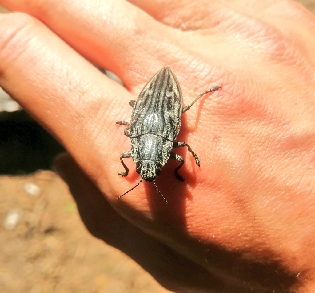 #Chalcophora mariana :)