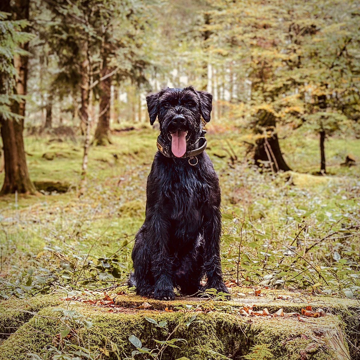 💥 PD Albert was on hand to assist officers in Plymouth at a disorder involving weapons where one male decided to try and run off …. Once he realised that he was being chased by Albert, he came to his senses giving himself up …. A wise decision resulting in one in custody 🐾