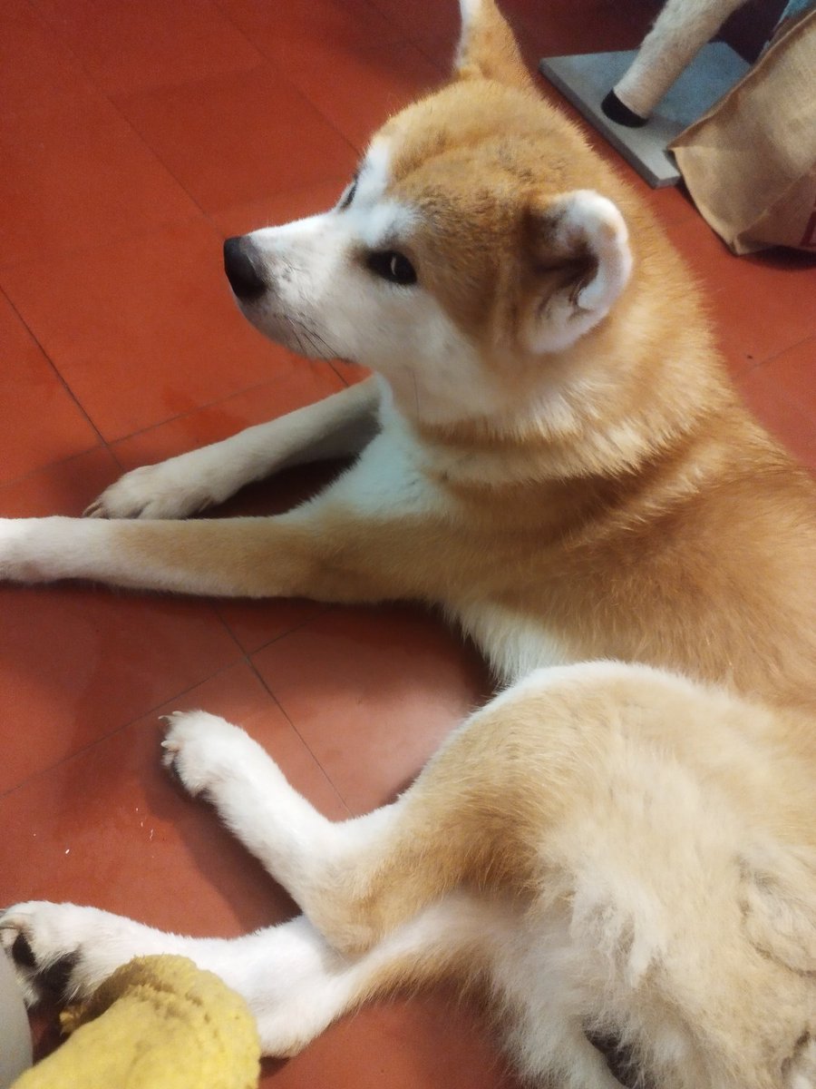 simsylaulia's tweet photo. Coucou ne vous inquiétez pas de nouvelles vidéos devrai arriver fin de semaine, mais entre une petite coupure d'Internet et l'adoption de ce magnifique loulou je n'ai pas eu beaucoup de temps 🥰 
#sims4 #akitainu #adoption #chien https://t.co/dJn8xrELc5