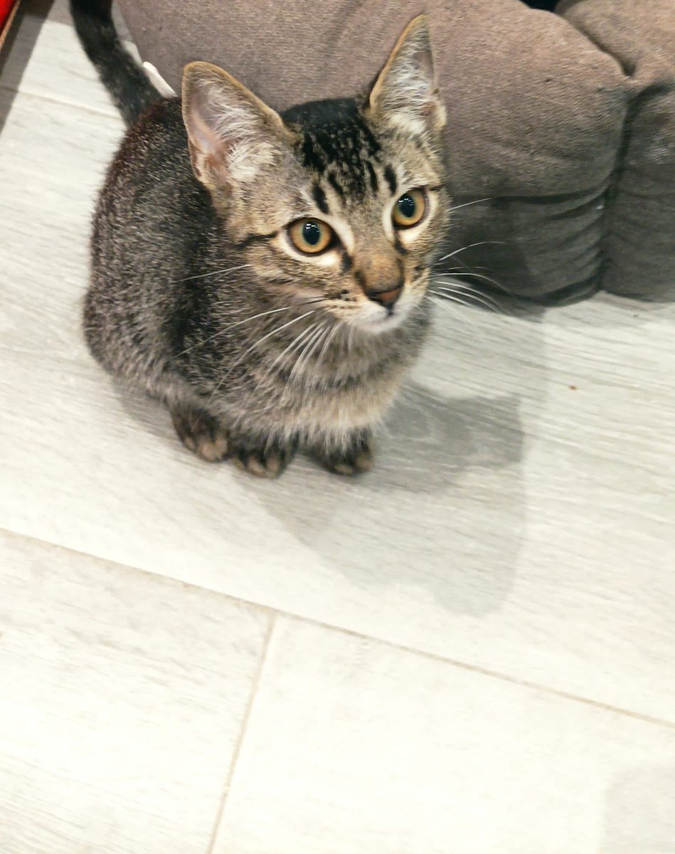 Siguen buscando hogar 💔
Ya les han hecho las pruebas: Negativos a inmunodeficiencia y leucemia. Y más bonitos y majos que na.