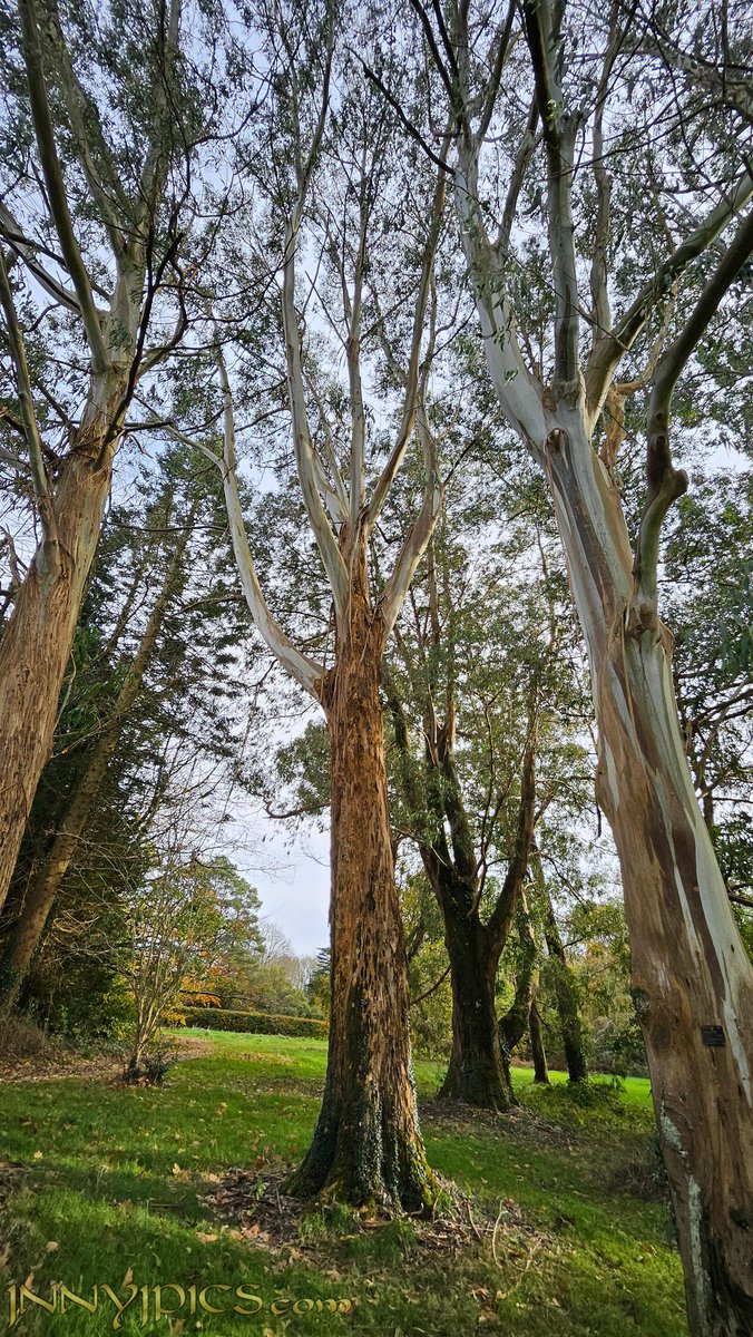 Some fab eucalyptus in #Kennedypark #Wexford for #thicktrunktuesday 🤠