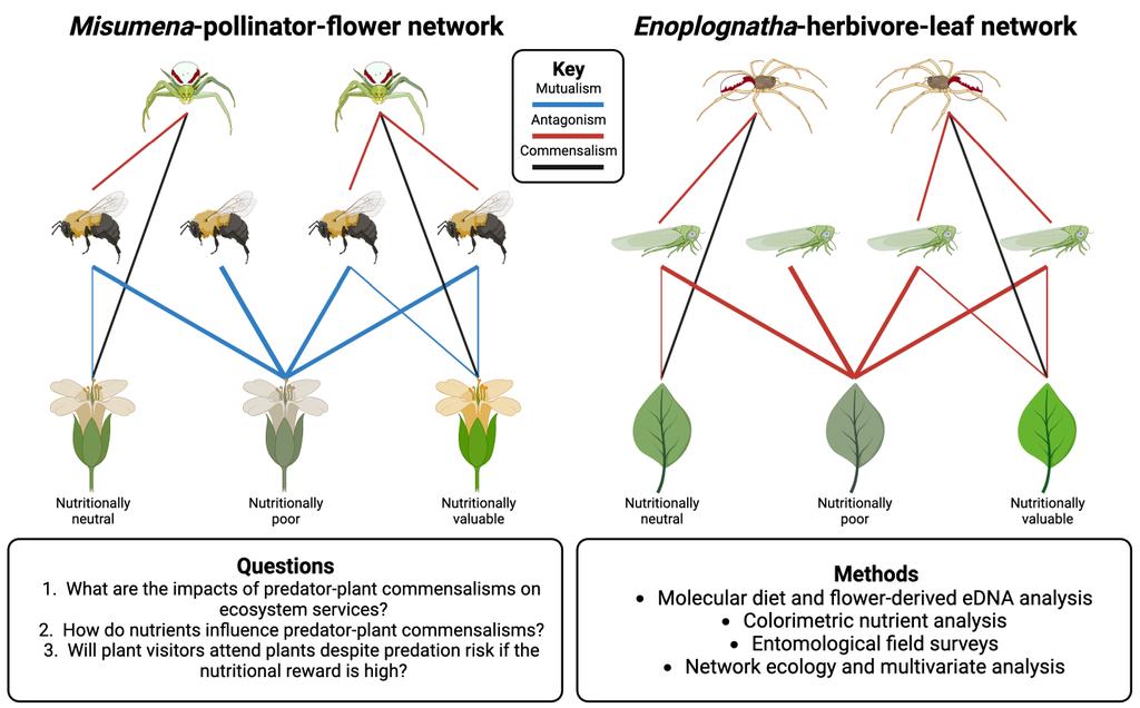 Are YOU looking for a #PhD focused on molecular ecology and invertebrate interactions? 🧬🕷️🌿 Come study predator-plant interactions and their implications for ecosystem services with us @JordanCuff @Fred_Windsor @DarrenMarkEvans @VivekNityananda! 🕸️🌼🕷️ findaphd.com/phds/project/p…