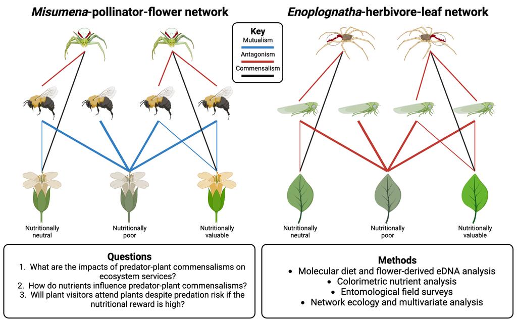 Foraging Ecology Research Group (@foragingecology) on Twitter photo Are YOU looking for a #PhD focused on molecular ecology and invertebrate interactions? 🧬🕷️🌿
Come study predator-plant interactions and their implications for ecosystem services with us <a href="/JordanCuff/">Jordan Cuff 🕸️🧬🕷️</a> <a href="/Fred_Windsor/">Fredric Windsor</a> @DarrenMarkEvans <a href="/VivekNityananda/">Vivek Nityananda</a>! 🕸️🌼🕷️
findaphd.com/phds/project/p… Are YOU looking for a #PhD focused on molecular ecology and invertebrate interactions? 🧬🕷️🌿
Come study predator-plant interactions and their implications for ecosystem services with us <a href="/JordanCuff/">Jordan Cuff 🕸️🧬🕷️</a> <a href="/Fred_Windsor/">Fredric Windsor</a> @DarrenMarkEvans <a href="/VivekNityananda/">Vivek Nityananda</a>! 🕸️🌼🕷️
findaphd.com/phds/project/p…