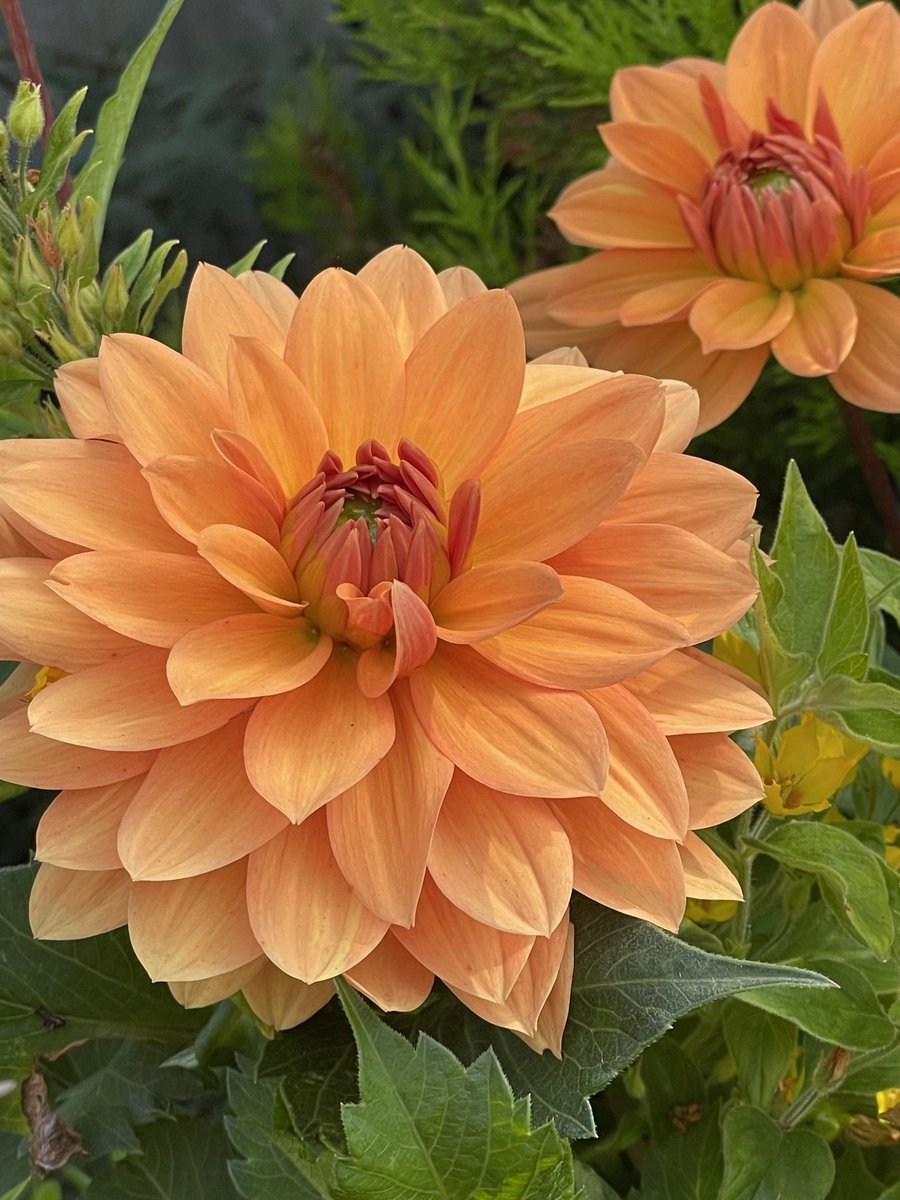 #Summer #DailyDahlia Morning a damp start to the day again, so thought I’d give you a bit of Summer again in Indian Summer Alstromeria 🧡and Summer Flame Dahlia 🧡 have a lovely day all and hugs to those in need of one to 🤗🧡😊