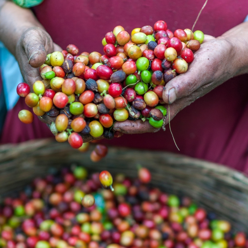 INTERCROPPING WITH COFFEE / FOOD SECURITY: Colombian research develops biofortified bean varieties that can be intercropped with coffee to improve food security for farmers. The types have high iron & zinc content and are tolerant to drought & disease. ow.ly/FqC150Q7kev