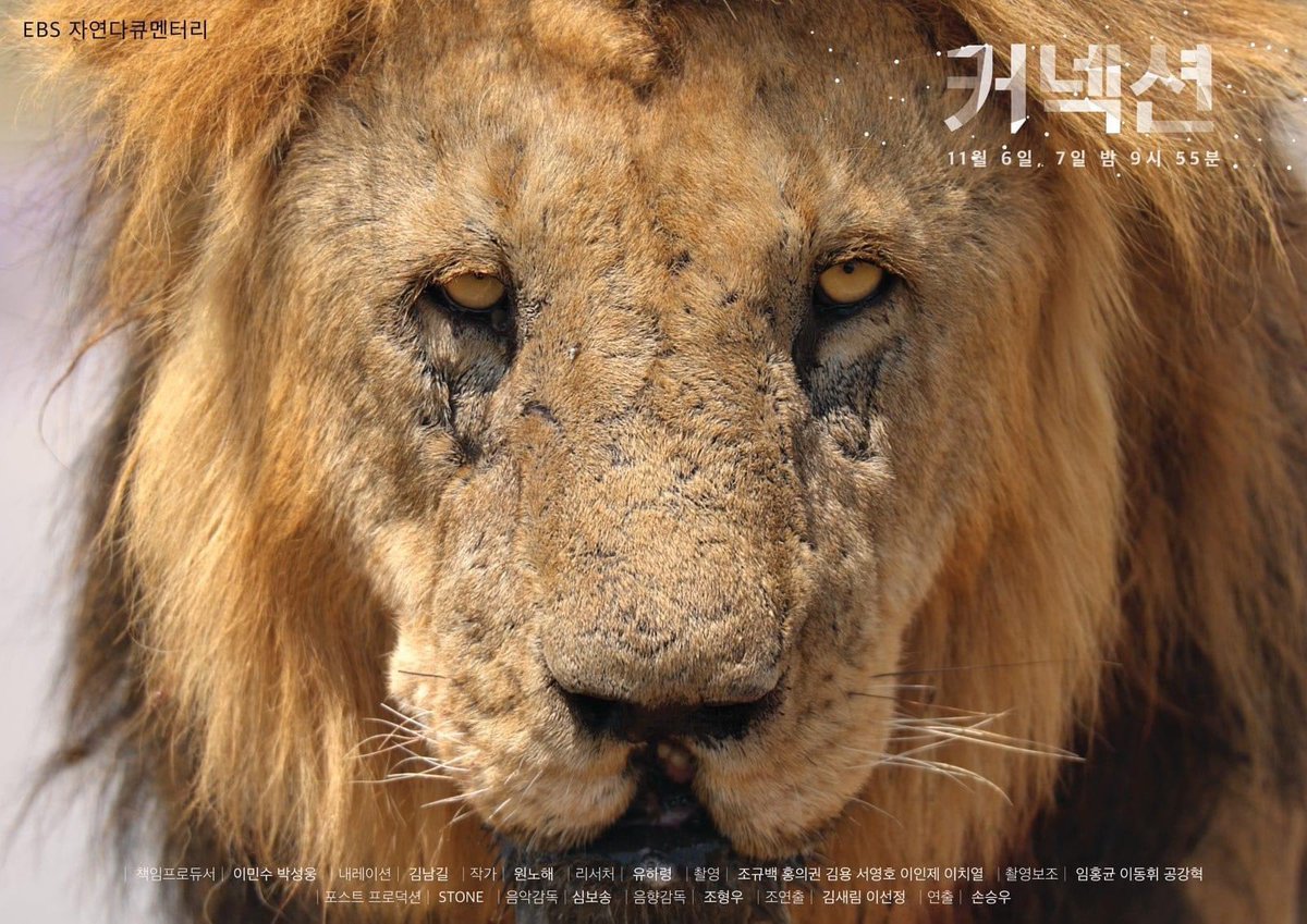 EBS 다큐프라임-커넥션 11월 27일 월/ 11월 28일 화 오후 9시 55분 내레이션 김남길 ♥︎ #EBS다큐프라임 #자연다큐멘터리 #김남길Translate post