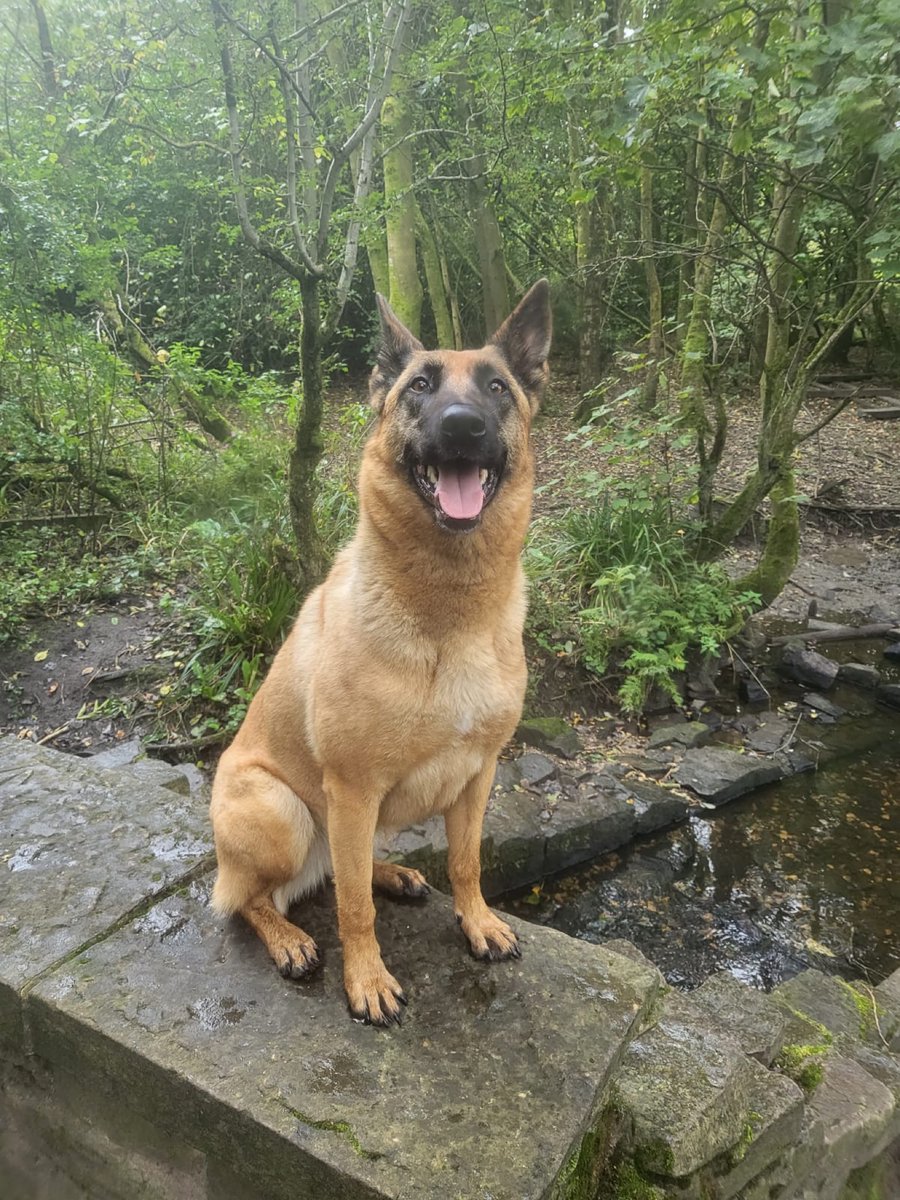 Policing is a dangerous profession especially for our PD’s & handlers. Attending a burglary in progress , PD Ruby was deployed and detained a suspect climbing a fence. During his arrest he assaulted the handler and was trying to get the knife out. Male arrested - officer & PD OK