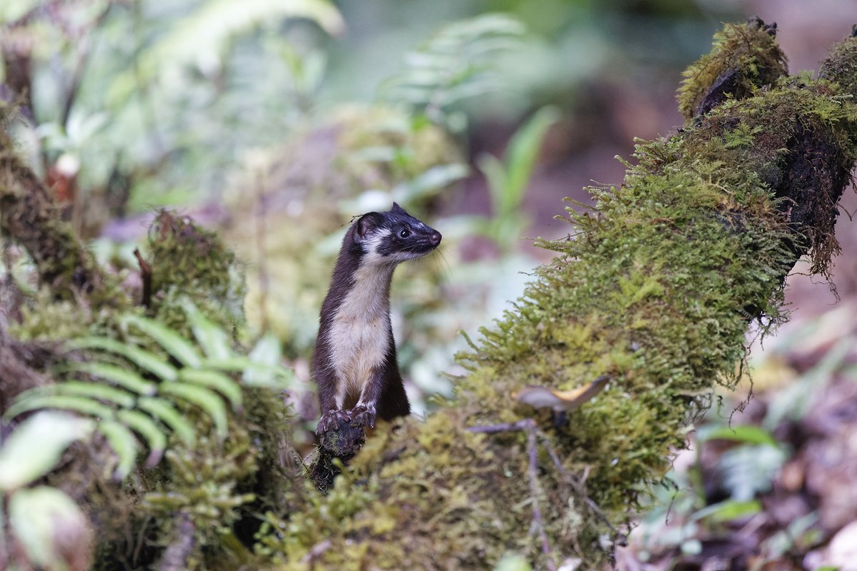 David Wright tweet media