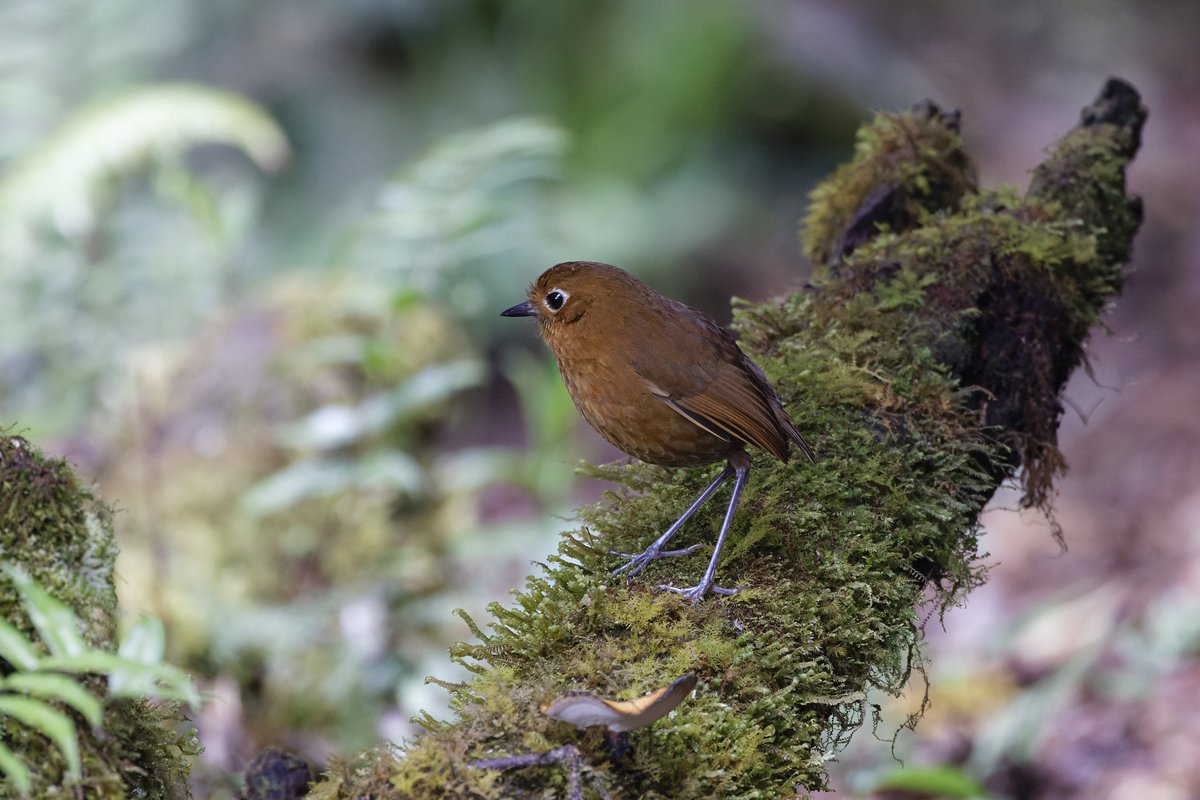 Weasel (?) sp very interested in Urubamba Antpitta on a recent trip to Wayqecha Biological Station, Peru.