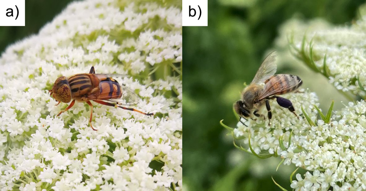 The Australian native #fly can be a more effective #pollinators of hybrid carrot than the European honey #bee 🥕

Read the full #OA study here: besjournals.onlinelibrary.wiley.com/doi/full/10.10…

<a href="/UniNewEngland/">Uni of New England</a> <a href="/notsocrabbyabby/">Abby E. Davis</a> <a href="/LenaASchmidt/">Dr Lena Schmidt</a> <a href="/cristinekaren/">Karen Santos</a> <a href="/rominatwi/">Romina Rader</a>