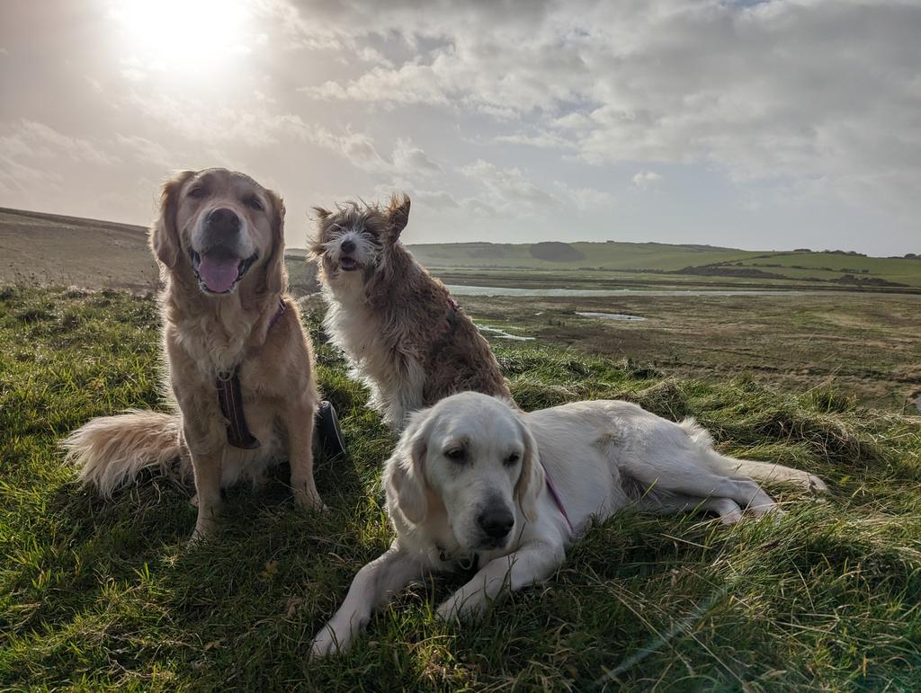 Lunchtime walkies were much nicer than this morning's deluge!