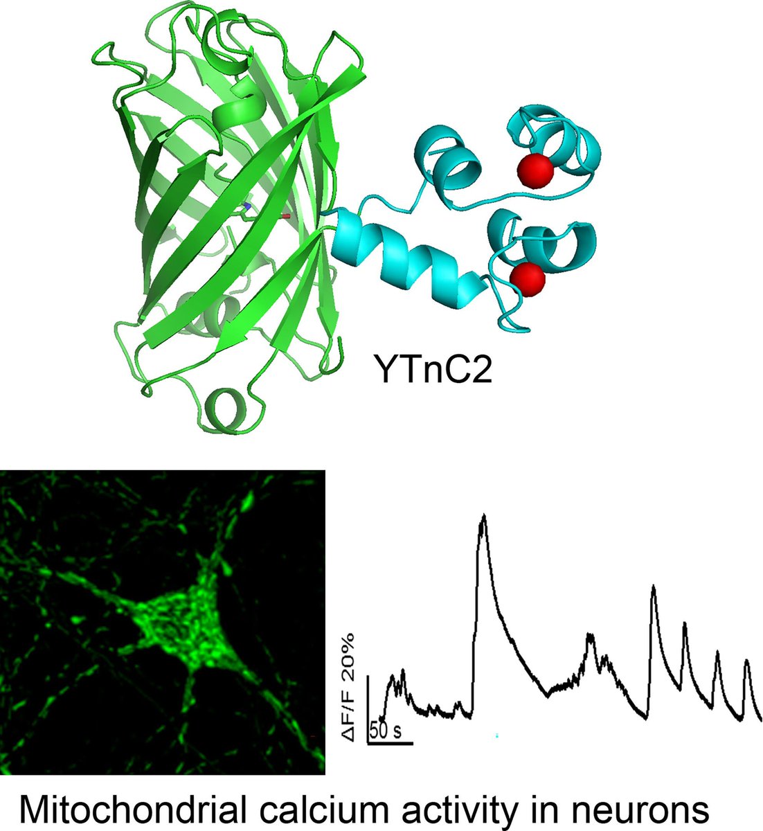 YTnC2, an improved genetically encoded green calcium indicator based on toadfish troponin C

▶️buff.ly/45ZrQBy

@PiatkevichL
#TroponinC #Biotechnology
#Mitochondria #Neuroscience
#CrystalStructure #CalciumImaging
