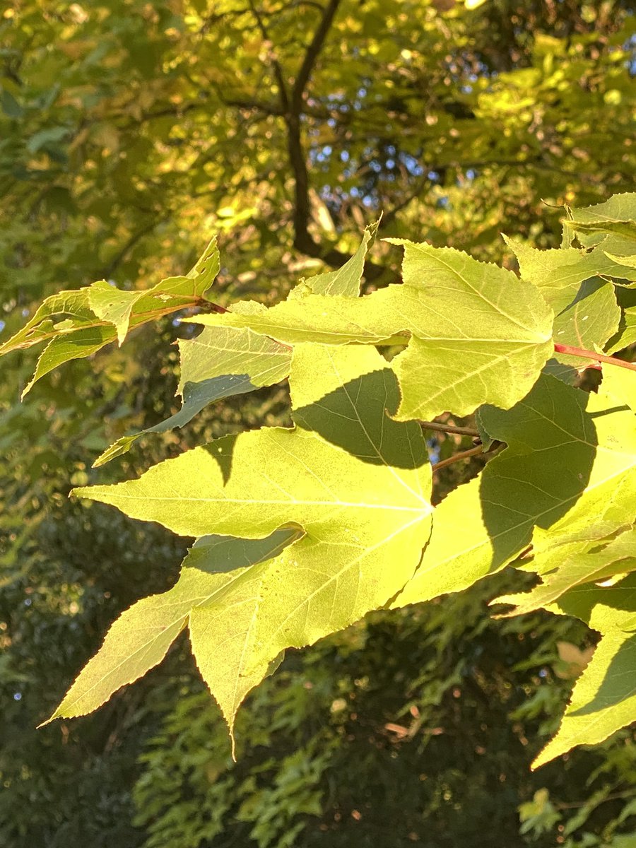 tshirtsjapan's tweet image. 青かえでぃーと思って撮ったが💚
これは黄かえでぃーやね💛😊
#yellow💛 #mapleleaf 🍁