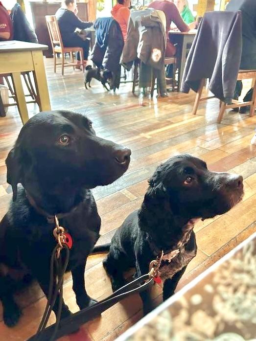 Railway Dogs Benevolent Fund tweet media