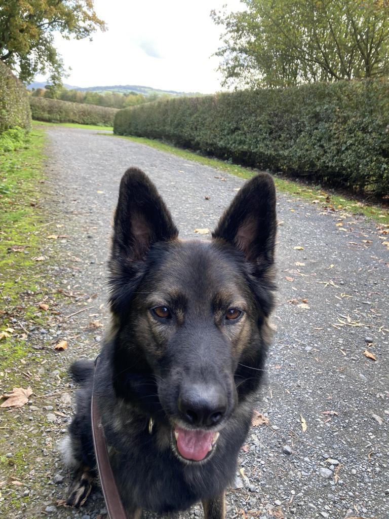 Railway Dogs Benevolent Fund tweet media