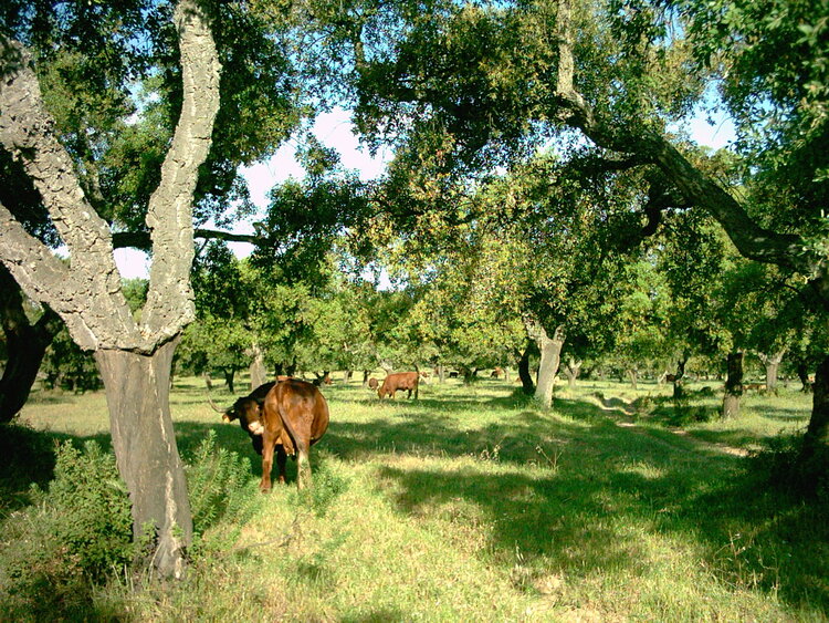 AGROMIXproject's tweet photo. 🌿Discover the resilience of ancient #forest gardens! Coltura promiscua, an Indigenous #FarmingSystem 👨‍🌾🐄 has thrived for millennia, offering sustainable solutions for the future.

🔗Explore this insightful article: https://t.co/gkLhnilisB

#Agroecology #SustainableFarming https://t.co/WxsP2vb1uS