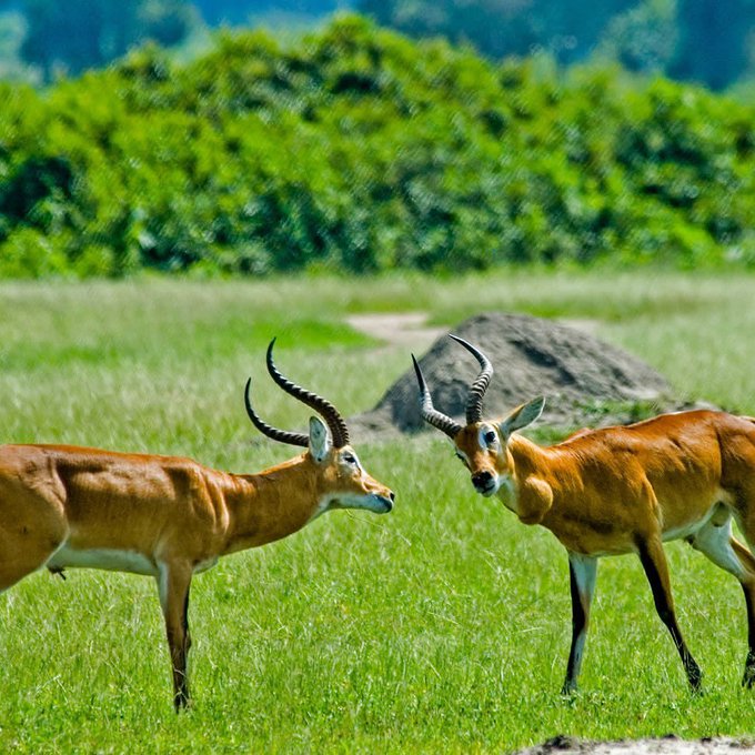 BeautiesOfUgandaOfficial tweet media