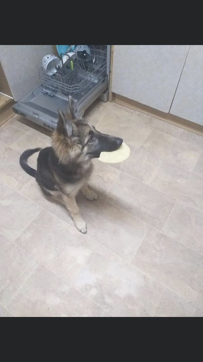 RachaelB100's tweet photo. BUFFY
#GSD
Sadly still #Missing
❗️Now 4 Years ❗️
Since 05/11/2019
Believed #Stolen #PetTheft #TheftByFinding
From #ThreeElms #Hereford #HR4
#Chipped #ScanThatChip
Was only 7 Months Old when taken 🥲
https://t.co/d7O19uKOST
Where is Buffy?
Help Her Home 🙏 https://t.co/qqDCV0xPo4