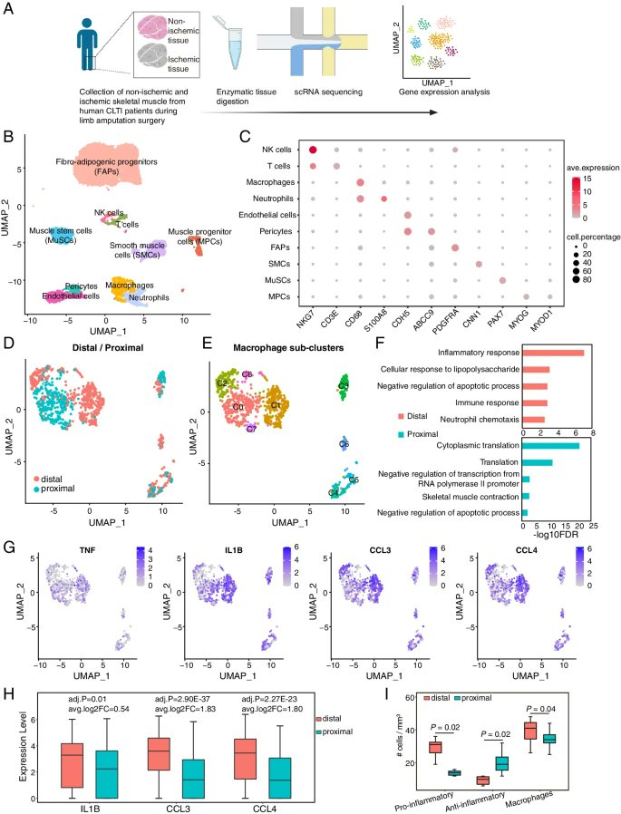 New research from @YaruiDiao @kwsoutherland & co. @DukeSurgery providing the first single-cell transcriptome atlases of human CLTI and murine models, suggesting new cellular mechanisms that can be potentially exploited to improve muscle function bit.ly/40H9GDt