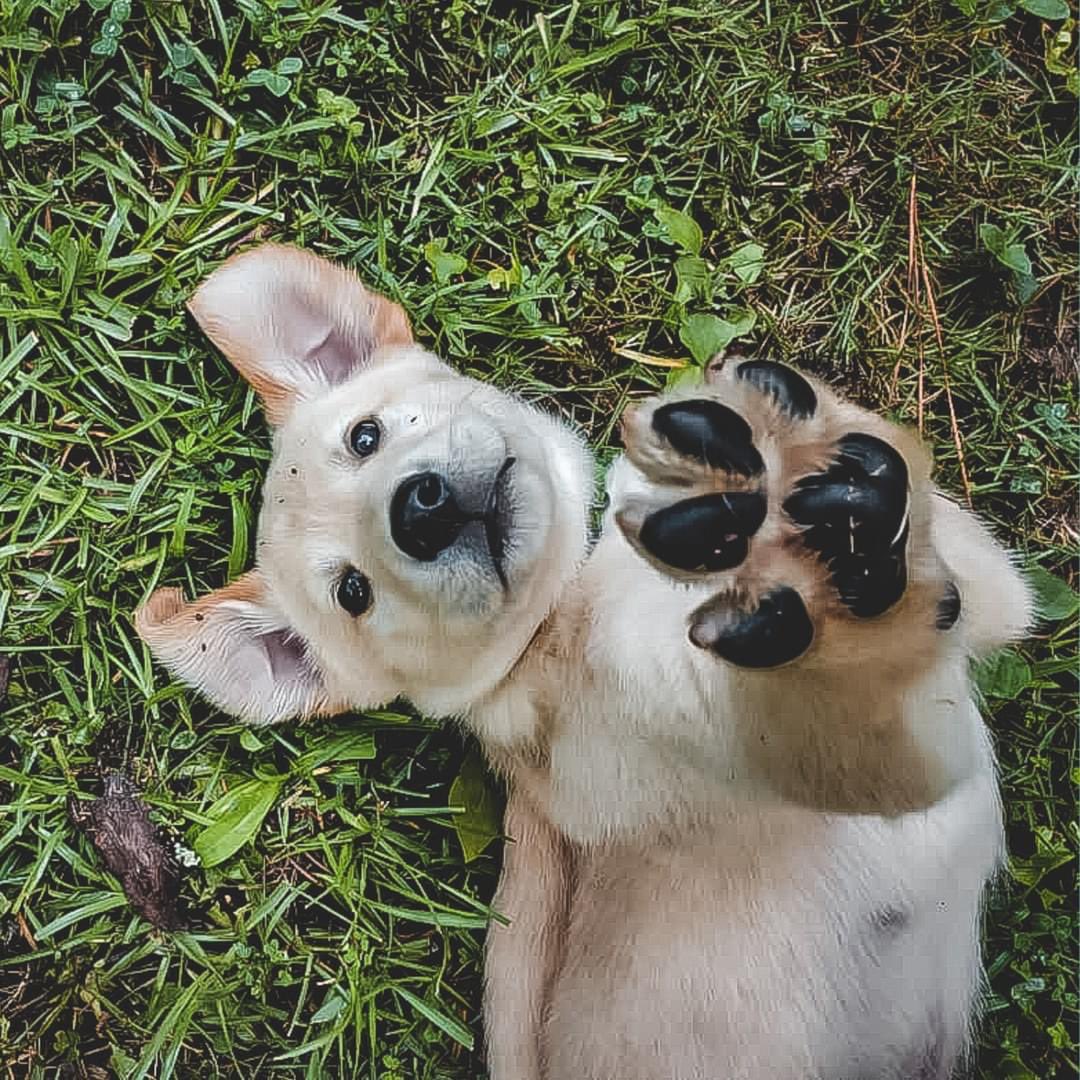 Animal Mission tweet media