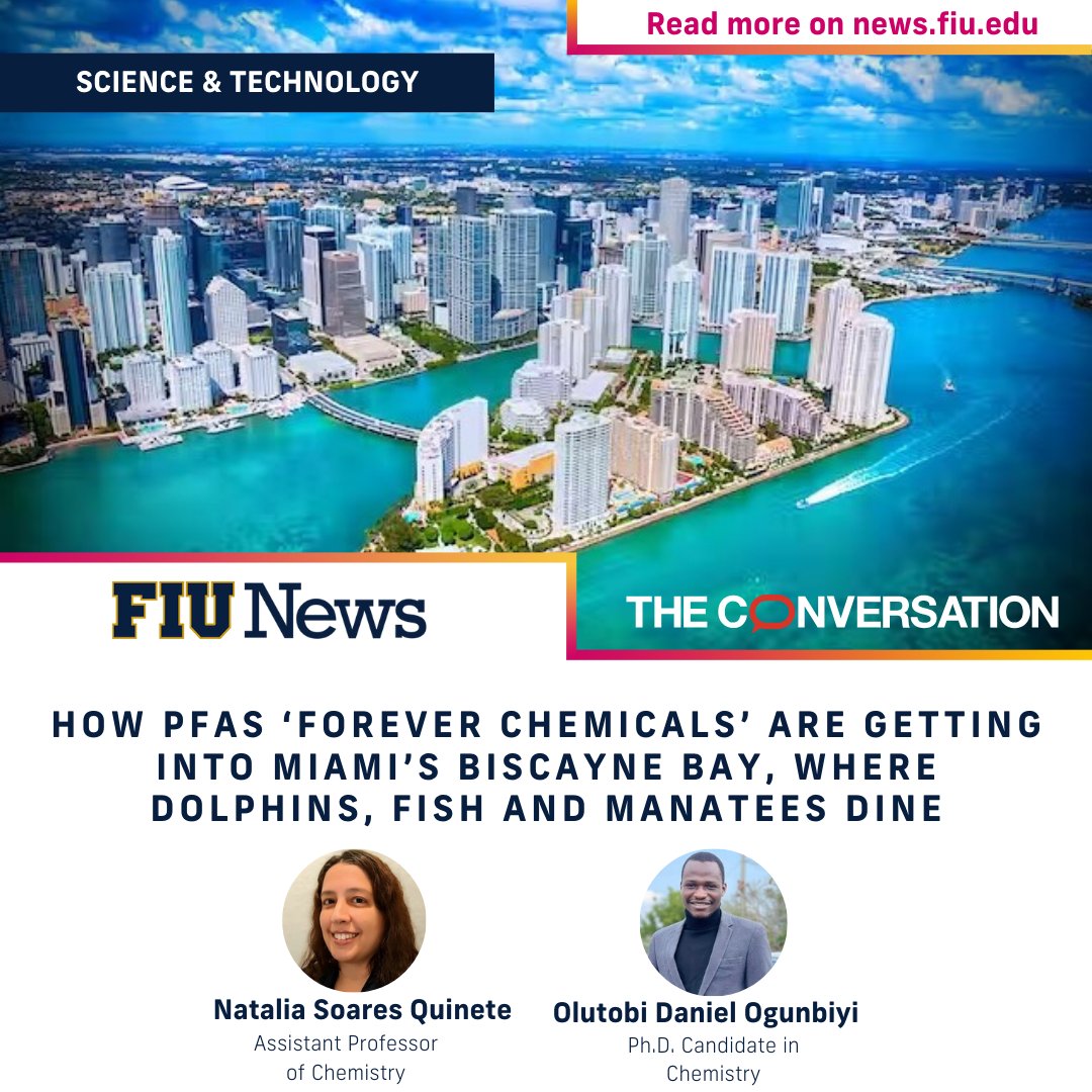 #PFAS are not just a problem in drinking water. @FIUCASE professor Natalia Soares Quinete and PhD candidate Olutobi Daniel Ogunbiyi explain that PFAS can enter the food chain and accumulate in #marine plants and animals in @ConversationUS. Read More: go.fiu.edu/PFAS-in-food-c…