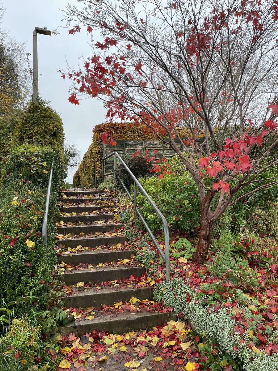 JClassicist's tweet image. Autumn walk with my @ND_Arch Stoa bag. 🍁 #classicism